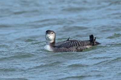 IJsduiker / Great Northern Diver