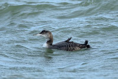 IJsduiker / Great Northern Diver