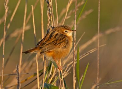 Graszanger / Zitting Cisticola