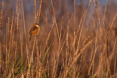 Graszanger / Zitting Cisticola