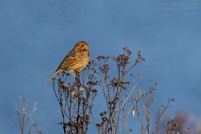 Grauwe Gors / Corn Bunting