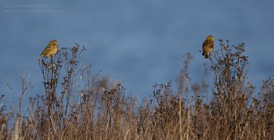 Grauwe Gorzen / Corn Buntings