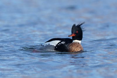 Middelste Zaagbek / Red-breasted Merganser