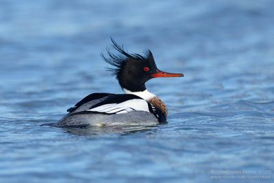 Middelste Zaagbek / Red-breasted Merganser