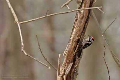 Kleine Bonte Specht / Lesser Spotted Woodpecker