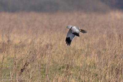 Blauwe Kiekendief / Hen Harrier