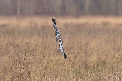 Blauwe Kiekendief / Hen Harrier
