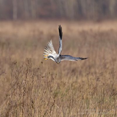 Blauwe Kiekendief / Hen Harrier