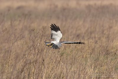 Blauwe Kiekendief / Hen Harrier