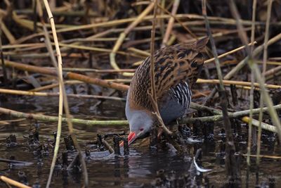 Waterral / Water Rail