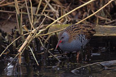 Waterral / Water Rail