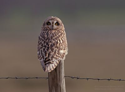 Velduil / Short-eared Owl