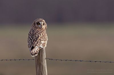 Velduil / Short-eared Owl