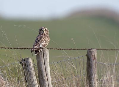 Velduil / Short-eared Owl