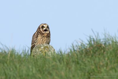 Velduil / Short-eared Owl