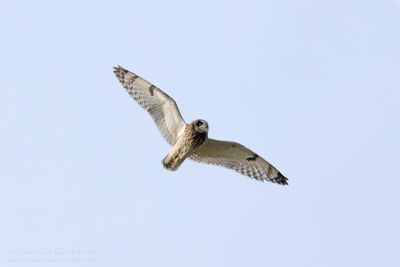 Velduil / Short-eared Owl