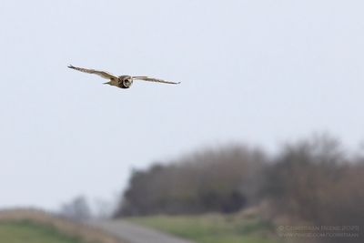Velduil / Short-eared Owl