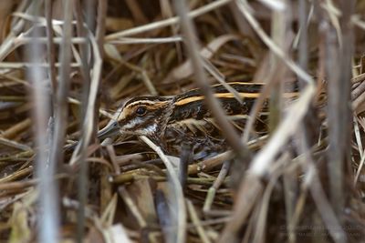 Bokje / Jack Snipe