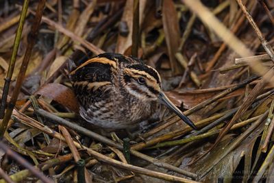 Bokje / Jack Snipe