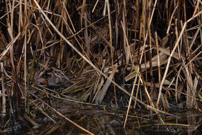 Bokje / Jack Snipe