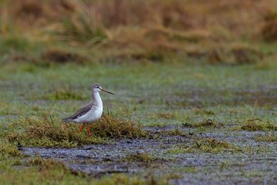 Zwarte Ruiter / Spotted Redshank