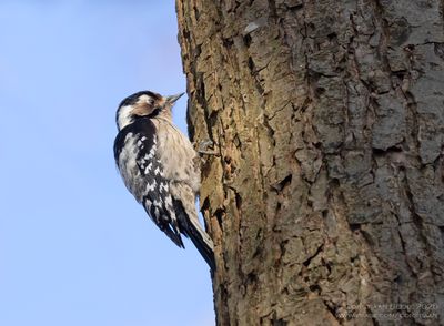 Kleine Bonte Specht / Lesser Spotted Woodpecker
