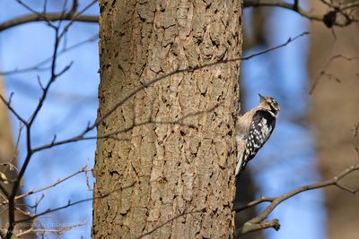 Kleine Bonte Specht / Lesser Spotted Woodpecker