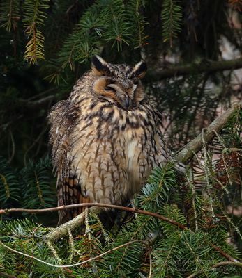 Ransuil / Long-eared Owl