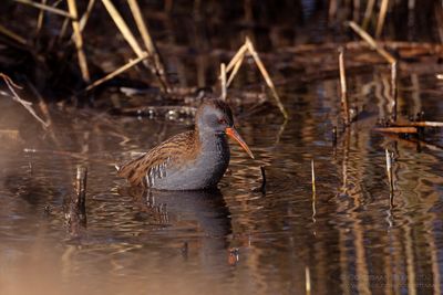 Waterral / Water Rail