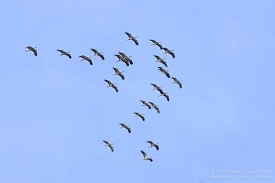Kraanvogels / Common Cranes