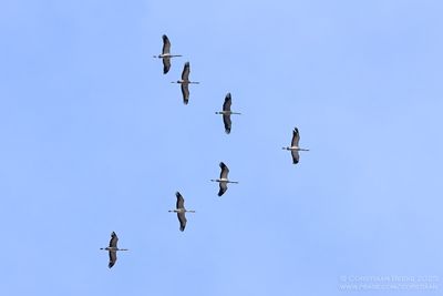 Kraanvogels / Common Cranes