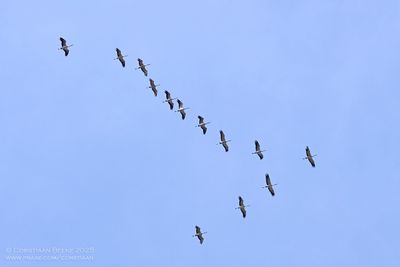 Kraanvogels / Common Cranes