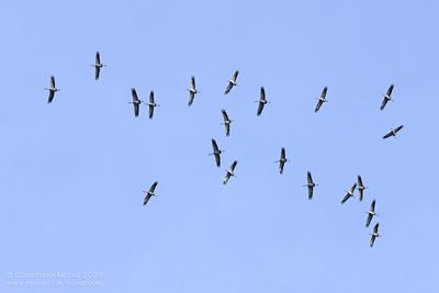Kraanvogels / Common Cranes
