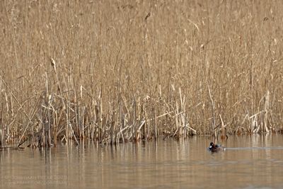 Witoogeend / Ferruginous Duck