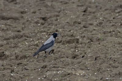 Bonte Kraai / Hooded Crow
