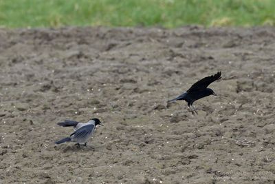 Bonte Kraai / Hooded Crow