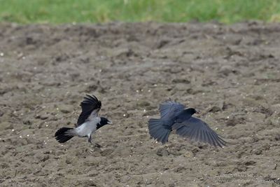 Bonte Kraai / Hooded Crow