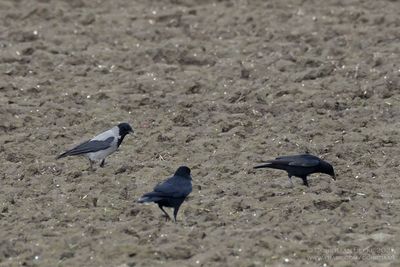 Bonte Kraai / Hooded Crow