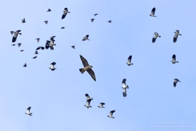 Slechtvalk / Peregrine Falcon