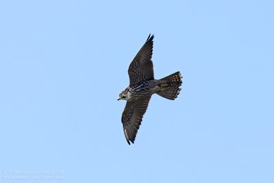Slechtvalk / Peregrine Falcon