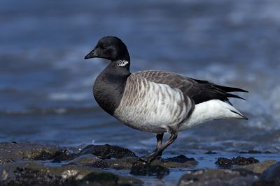 Witbuikrotgans / Pale-bellied Brent Goose