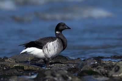 Witbuikrotgans / Pale-bellied Brent Goose