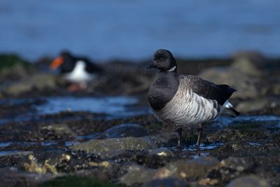 Witbuikrotgans / Pale-bellied Brent Goose