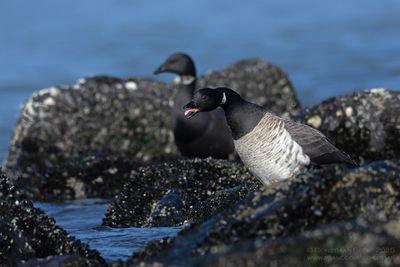 Witbuikrotgans / Pale-bellied Brent Goose