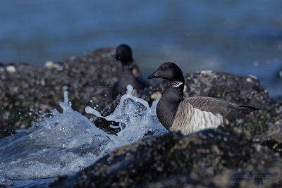 Witbuikrotgans / Pale-bellied Brent Goose
