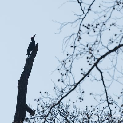 Zwarte Specht / Black Woodpecker