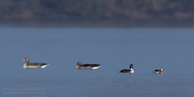 IJseend / Long-tailed Duck