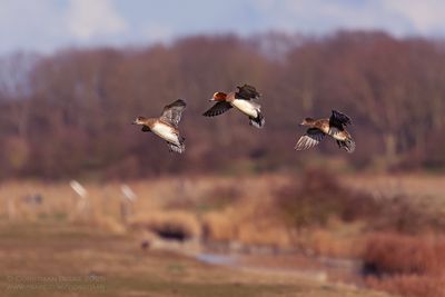 Smienten / Eurasian Wigeons