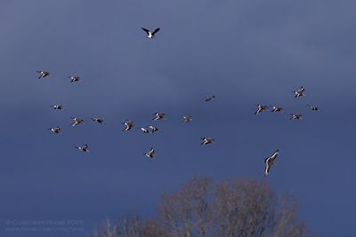 Grutto's / Black-tailed Godwits