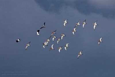 Grutto's / Black-tailed Godwits